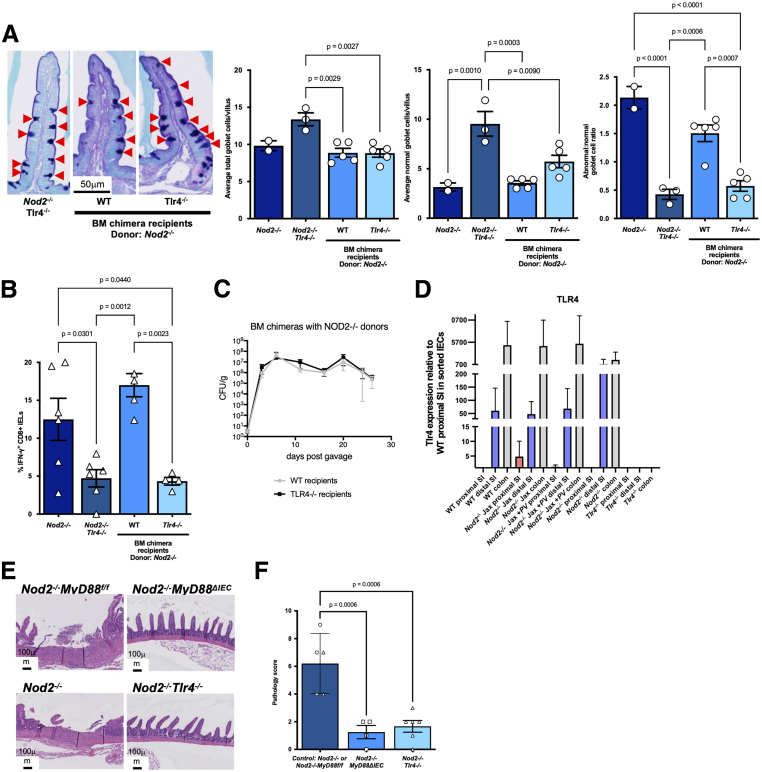 Microscopy panels of intestinal epithelium from the NOD2, dysbiosis and epithelial MyD88 study